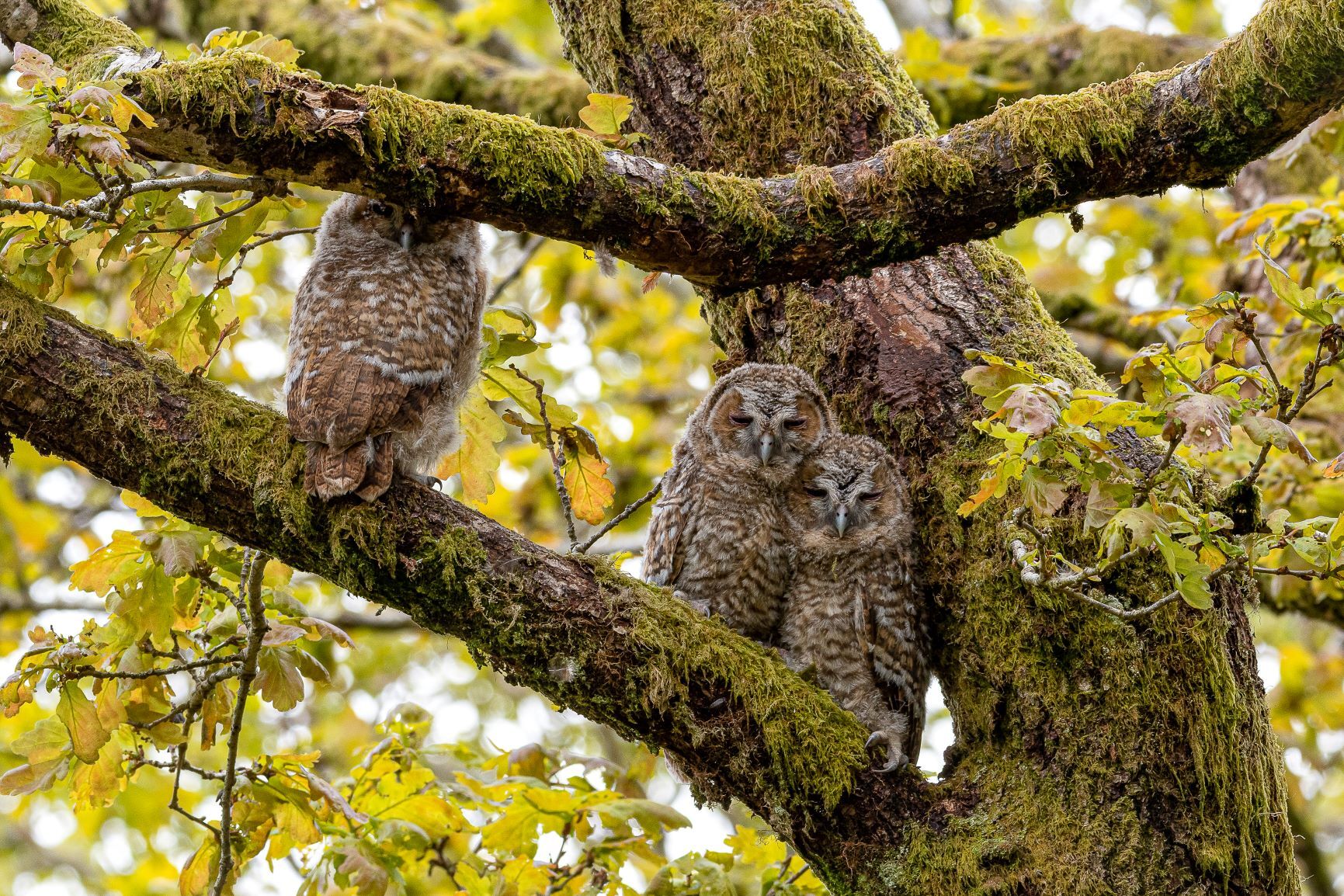 Little Owls (c) Gerallt Roberts