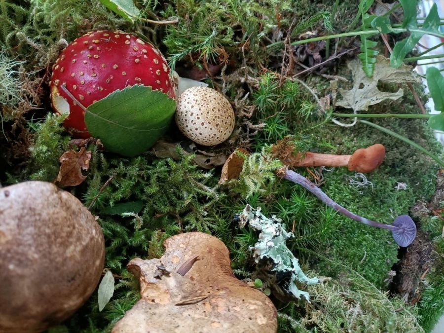 Celtic Rainforests Newsletter No:7