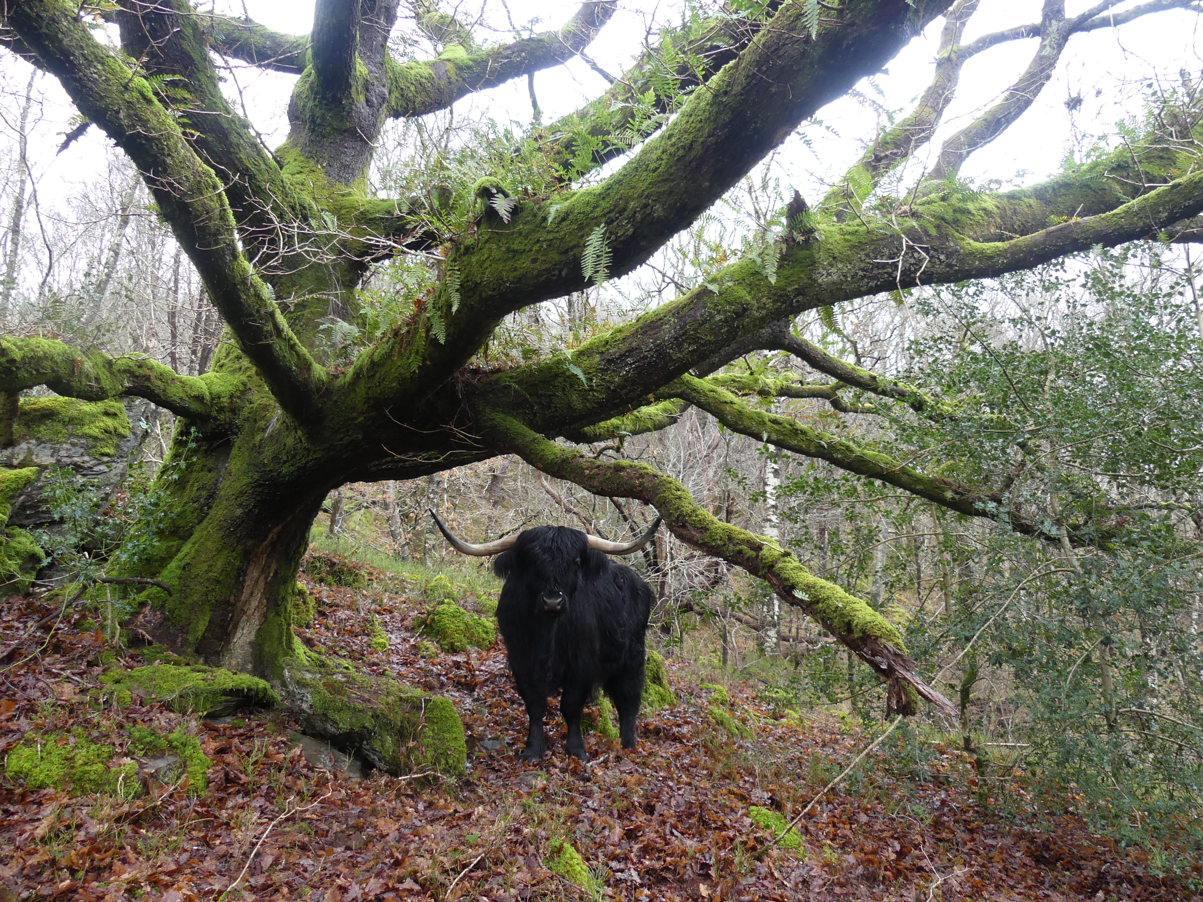 Black Highland Cow under an Oak in Winter