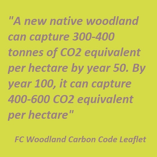 Storage of Carbon by Forests