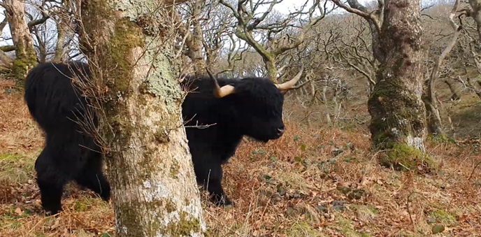 Derw at Coed Garth Gell