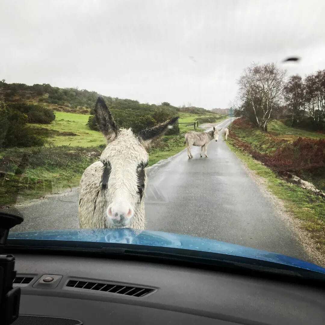 Dorset Donkey Welcome!