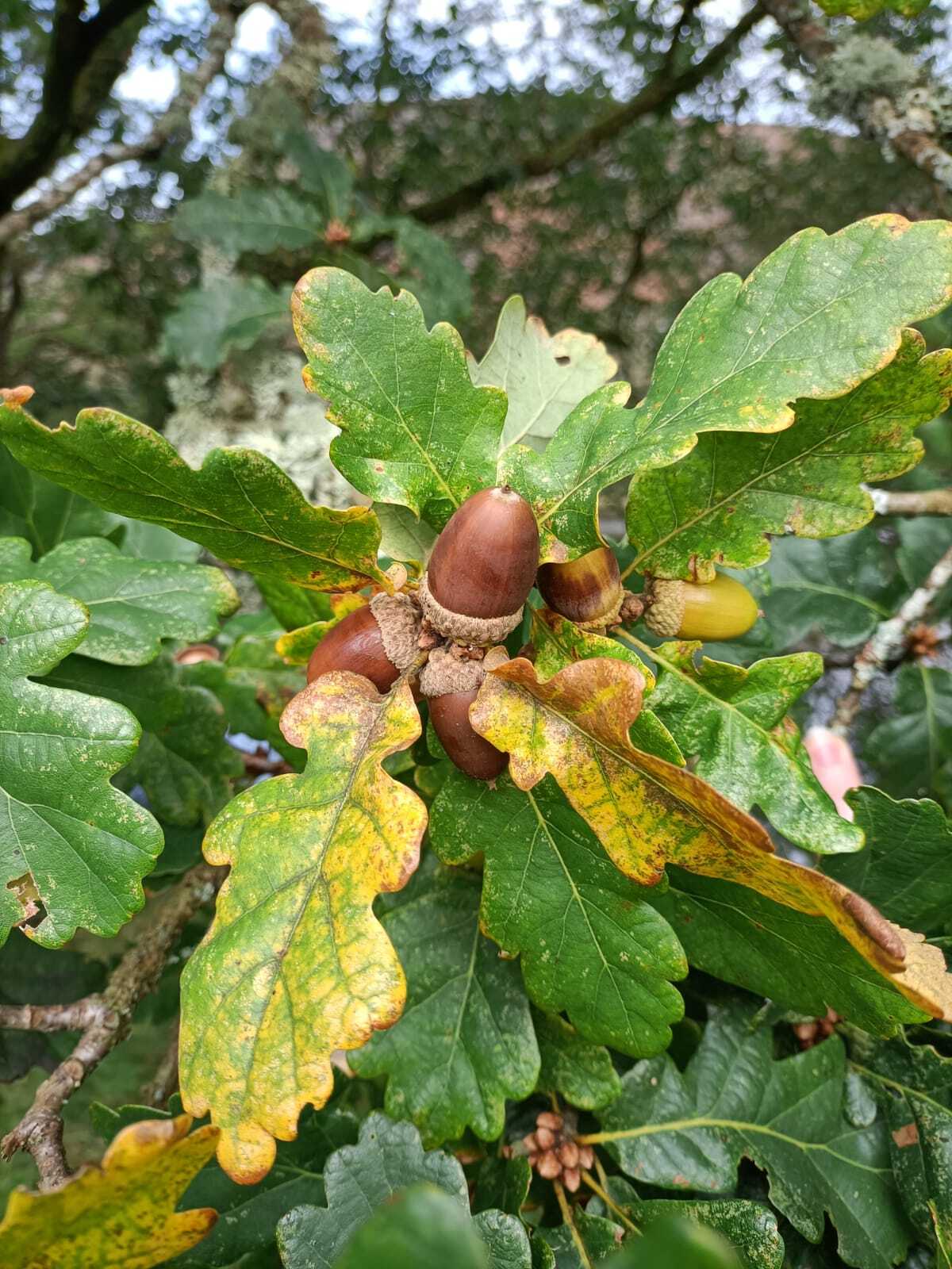Acorn on the Oak Tree