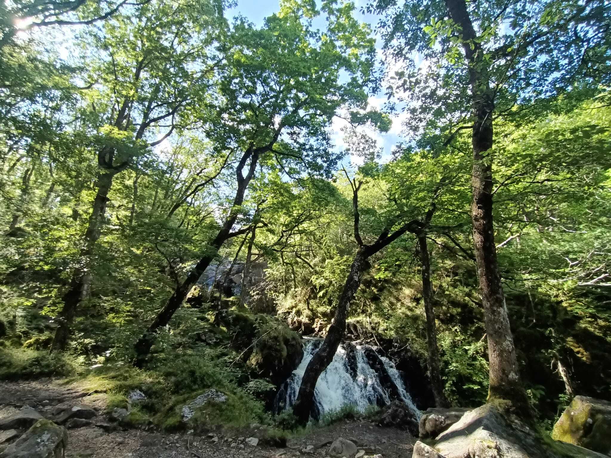 Rhaedr Ddu Ganllwyd