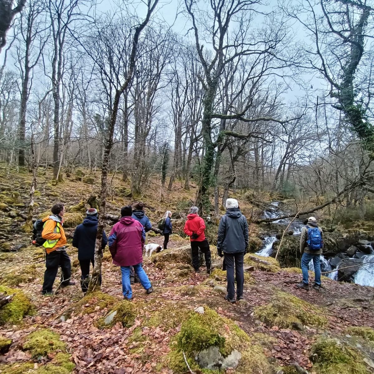Ganllwyd Pine Marten Walk