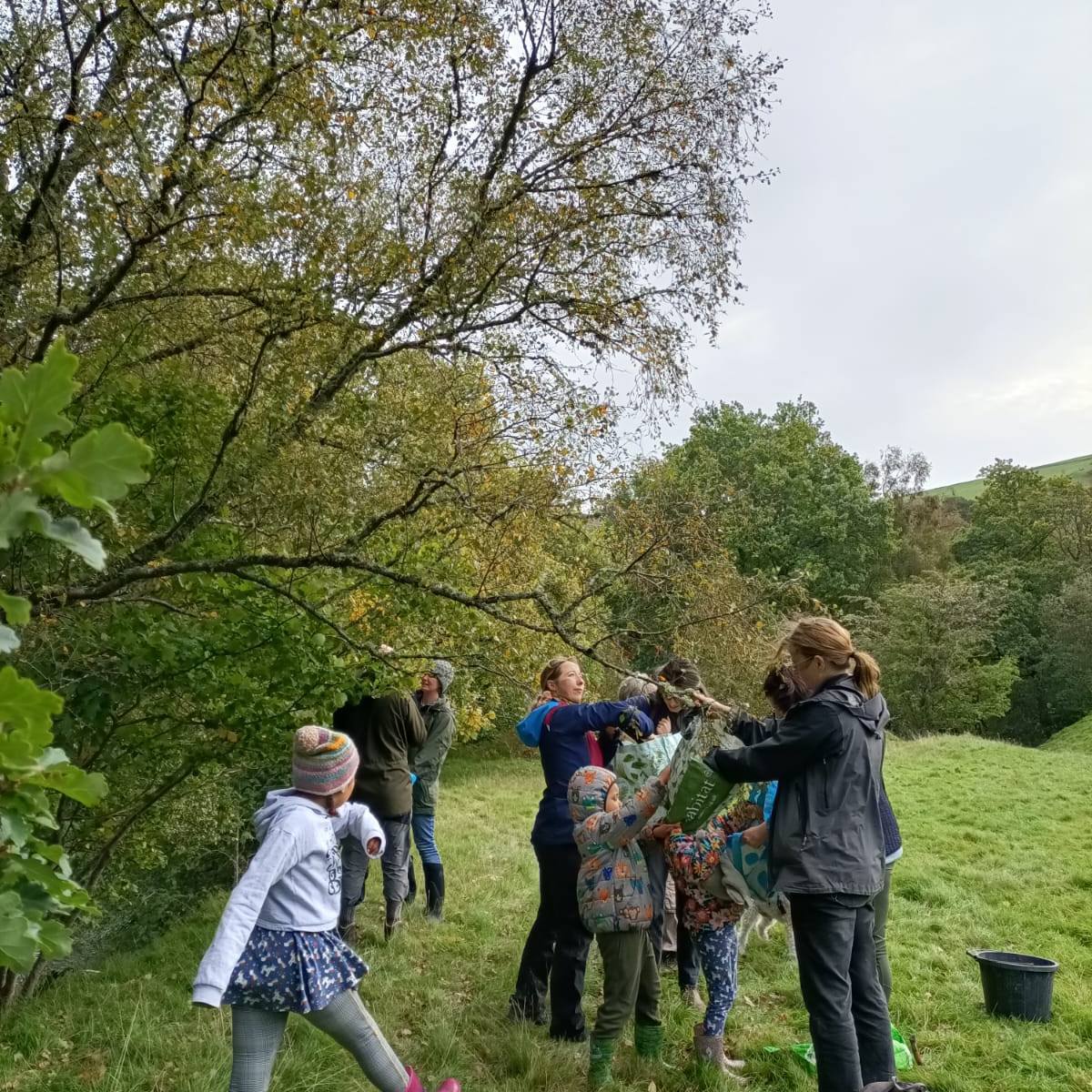 Seed Collecting Cwm Elan