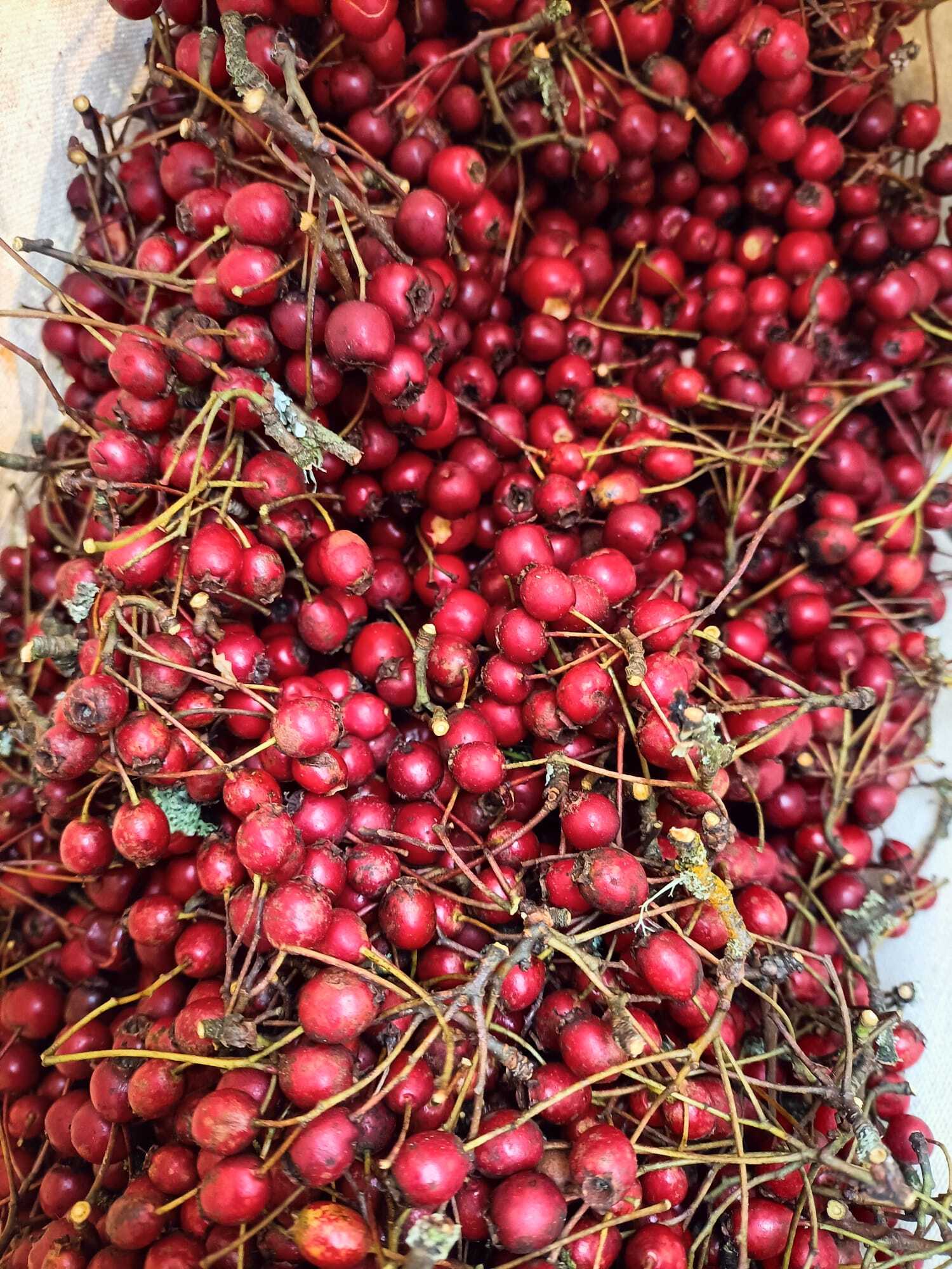 Hawthorne Fruit