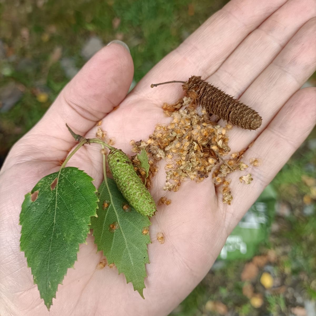 Birch Tree Seeds