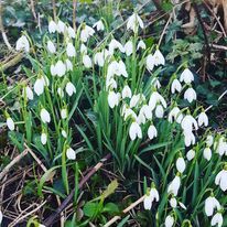 snowdrop