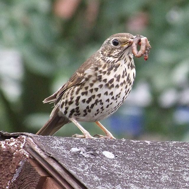 Song Thrush with earth worms