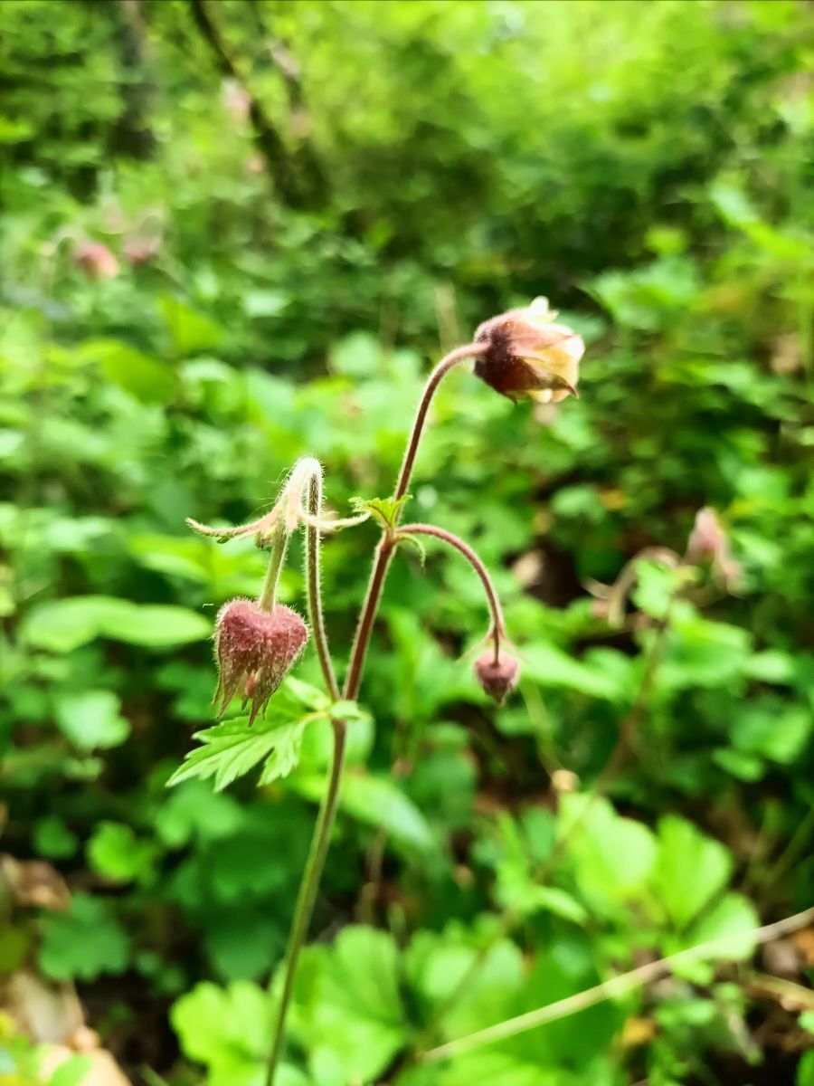 Watern Avens
