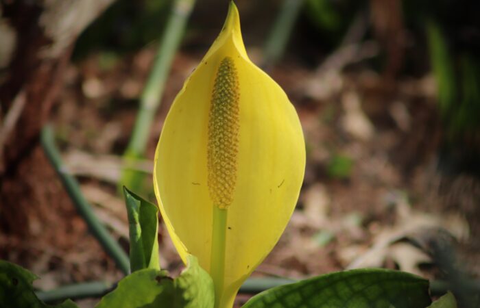 American Skunk Cabbage Image by Annette Meyer from Pixabay