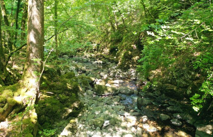 Celtic Rainforest Gorge in Summer
