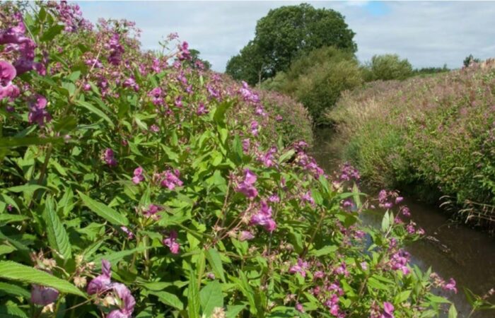 Himalayan Balsam C GBNNS