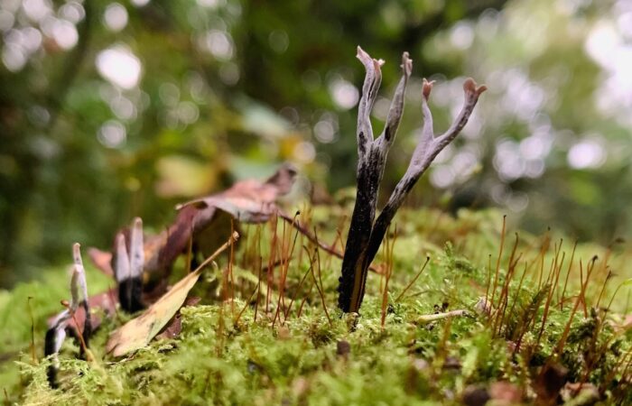 Candlesnuff Fungus