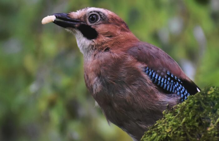 Eurasian Jay
