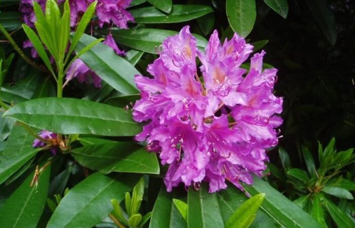 Rhododendron