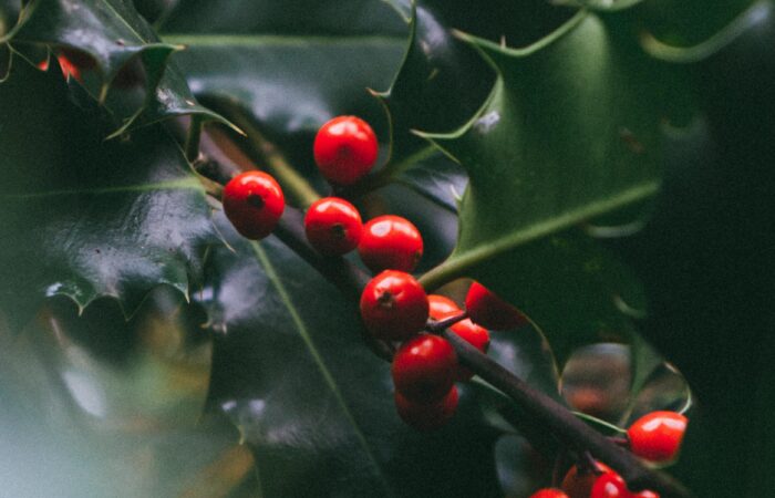 Tobias tullius 5 X Vjb9udf ZM unsplash