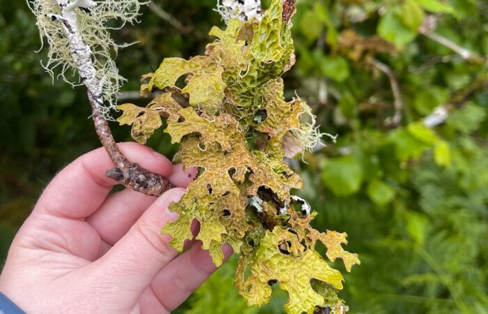 Tree Lungwort