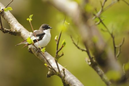 2101291 w pied flycatcher