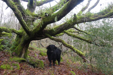 Black Highland Cattle under an Oak Tree in Winter