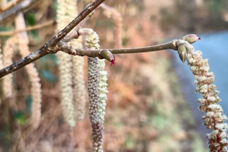 Hazel Flower