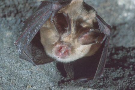 Lesser Horseshoe Bat by Dafydd Roberts