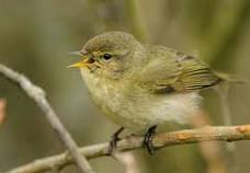 Chiffchaff